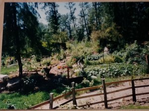 The garden
